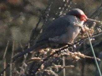 Waxbill, Common