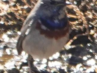 Bluethroat
