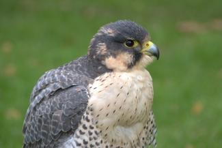 Hybrid Peregrine and Gyrfalcon