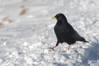 Alpine Chough
