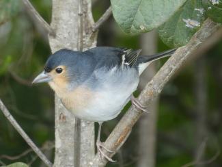 Chaffinch, La Palma