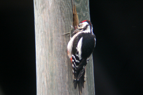 Great Spotted Woodpecker