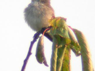 whitethroat