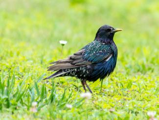 Starling on the lawn