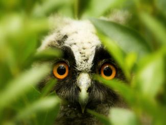 Young long eared owl