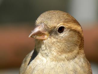 Female house sparrow
