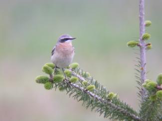 Wheatear