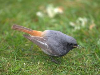 Black Redstart