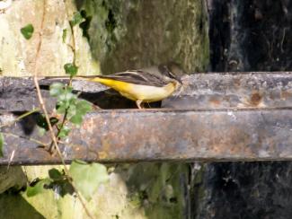 Grey wagtail