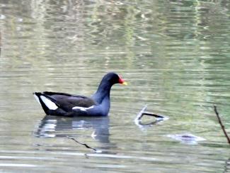 Moorhen