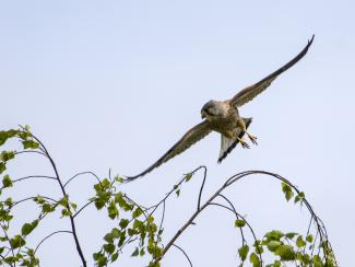 Male Kestrel flying