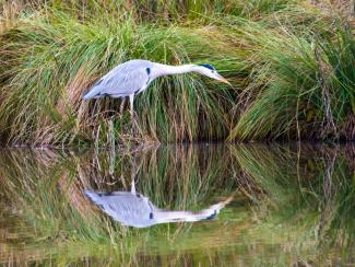 Grey Heron