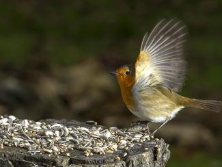 Robin