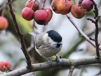 Marsh Tit and crab apples