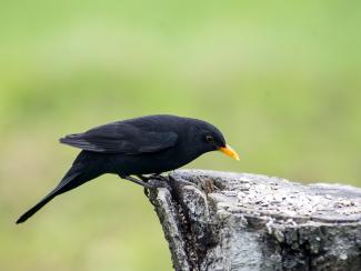 Blackbird