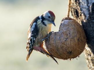 Middle spotted woodpecker