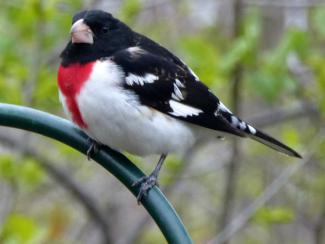 Rose breasted Grosbeak