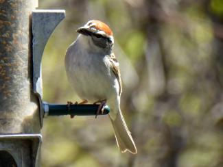 Chipping Sparrow