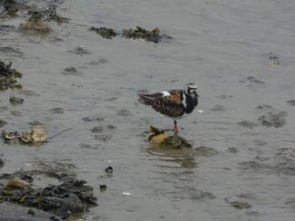 Male turnstone