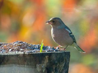 Chaffinch