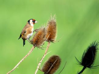 Goldfinch on teasel