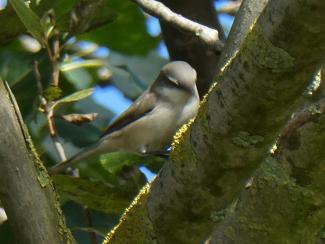 Whitethroat, Lesser