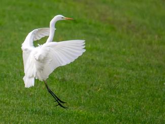 Great Egret wintering in the fields of Alsace