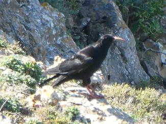 Chough, Red billed European