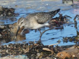 Sandpiper, Curlew