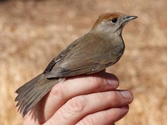 Blackcap - female