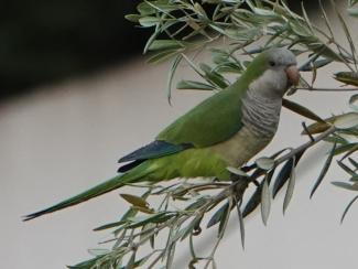 Parakeet, Monk