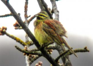 Cirl Bunting