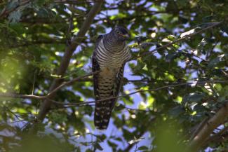 Cuckoo