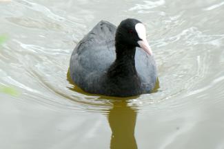 Coot