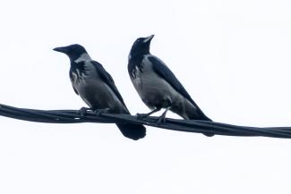 Hooded Crow