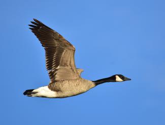 Image from Wikipedia