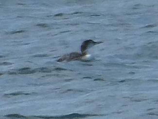 Great Northern Diver (Common Loon)