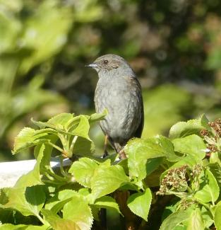 Dunnock
