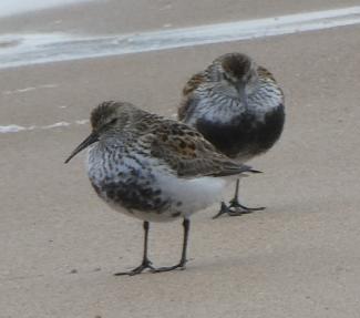 Dunlin