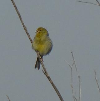 Canary