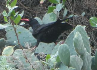 Chough, Red billed, La Palma
