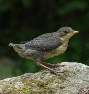 Dipper, Juvenile