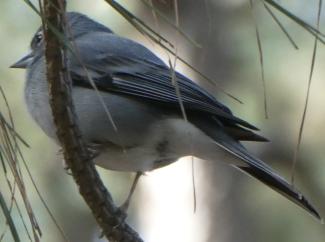 Chaffinch, Blue, Tenerife  