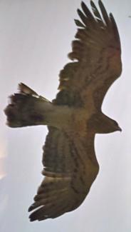 Eagle, Short toed, also known as Eagle, Short toed Snake