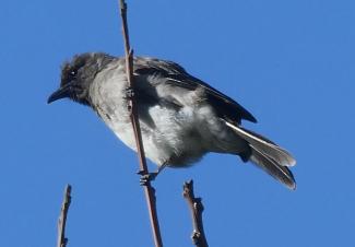 Bulbul, Common