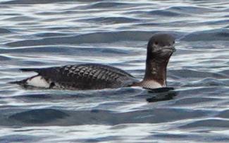 Diver, Black-throated in winter plumage