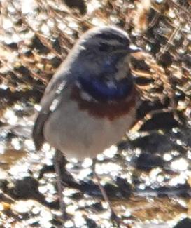 Bluethroat