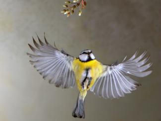 Mésange bleue