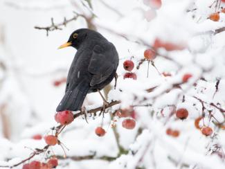 Male blackbird