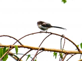 Long tailed tit